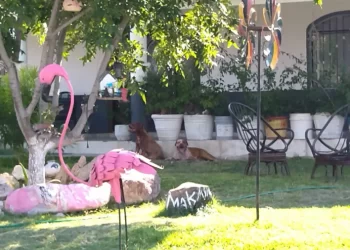 Segundo ataque de pit bull en Piedras Negras exhibe la falta de aplicación de la ley de cuidado animal en Piedras Negras