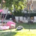 Segundo ataque de pit bull en Piedras Negras exhibe la falta de aplicación de la ley de cuidado animal en Piedras Negras