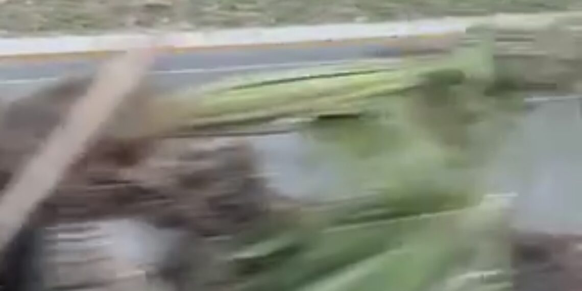 Ciudadanos denuncian que Municipio taló palmas aún verdes para facturar nueva compra; hijo de la alcaldesa contesta en vez del encargado de Ecología