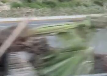 Ciudadanos denuncian que Municipio taló palmas aún verdes para facturar nueva compra; hijo de la alcaldesa contesta en vez del encargado de Ecología