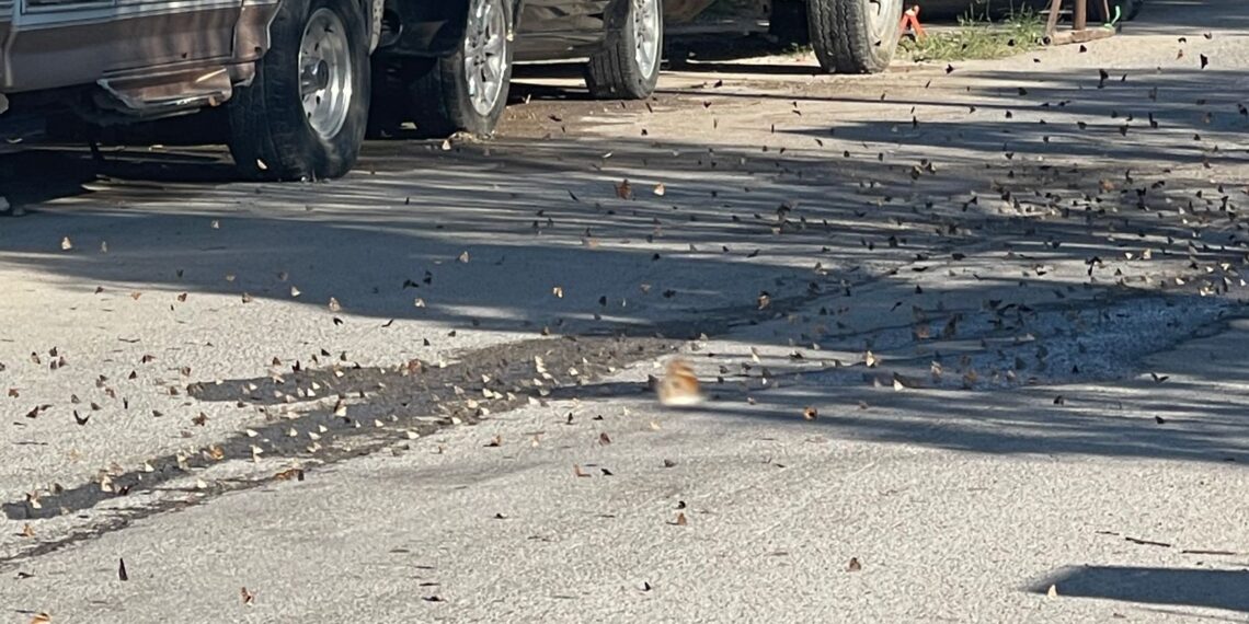 Colonias de Piedras Negras se ven «invadidas» de mariposas Gallito