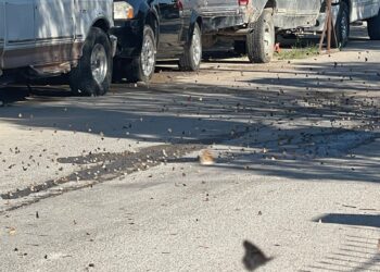 Colonias de Piedras Negras se ven «invadidas» de mariposas Gallito
