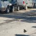 Colonias de Piedras Negras se ven «invadidas» de mariposas Gallito
