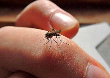 Siguen aumentando imparables contagios de dengue en Piedras Negras
