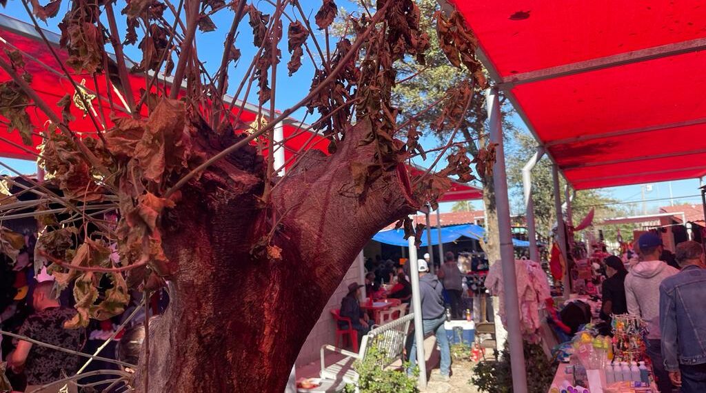 Talan árboles de plaza en colonia San Joaquín para instalar malla sombra