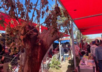 Talan árboles de plaza en colonia San Joaquín para instalar malla sombra