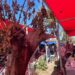 Talan árboles de plaza en colonia San Joaquín para instalar malla sombra
