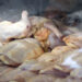 Primero fue el huevo, ahora el pollo aumenta en Piedras Negras
