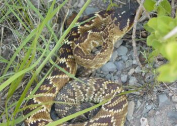 Alerta: inicia temporada de víbora de cascabel en norte de  Coahuila y Sur de Texas