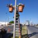 Vuelven maceteros a bulevares de Piedras Negras