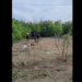 Niños de fracc La Hacienda limpian terreno para jugar a falta de espacios acondicionados