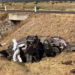 Mueren dos ingenieras de Constellation Brands en accidente de carretera Durango-Torreón