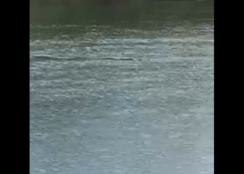 Aparece cocodrilo en el Río Bravo en PN