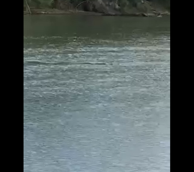 Aparece cocodrilo en el Río Bravo en PN