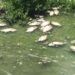 Mueren peces en el Río Escondido altamente contaminado