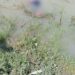 Tragedia en el Río Bravo: encuentran ahog@da a m3nor migrante de 3 años
