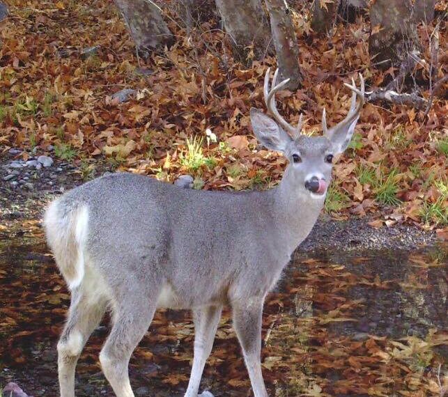 Arranca temporada de caza de venado cola blanca en Coahuila
