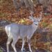 Arranca temporada de caza de venado cola blanca en Coahuila