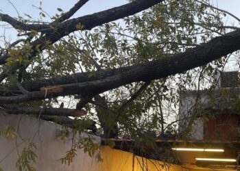 Tras fuertes vientos, se esperan heladas para PN a partir del próximo domingo
