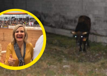 Toro escapa de evento auspiciado por el Municipio de Piedras Negras