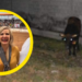 Toro escapa de evento auspiciado por el Municipio de Piedras Negras