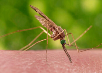 Confirman en PN caso de malaria en migrante venezolana