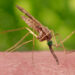 Confirman en PN caso de malaria en migrante venezolana