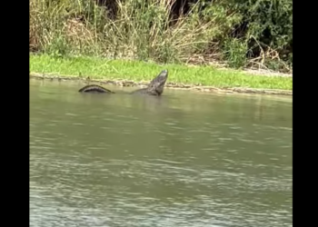Graban caimán en el Río Bravo en Eagle Pass