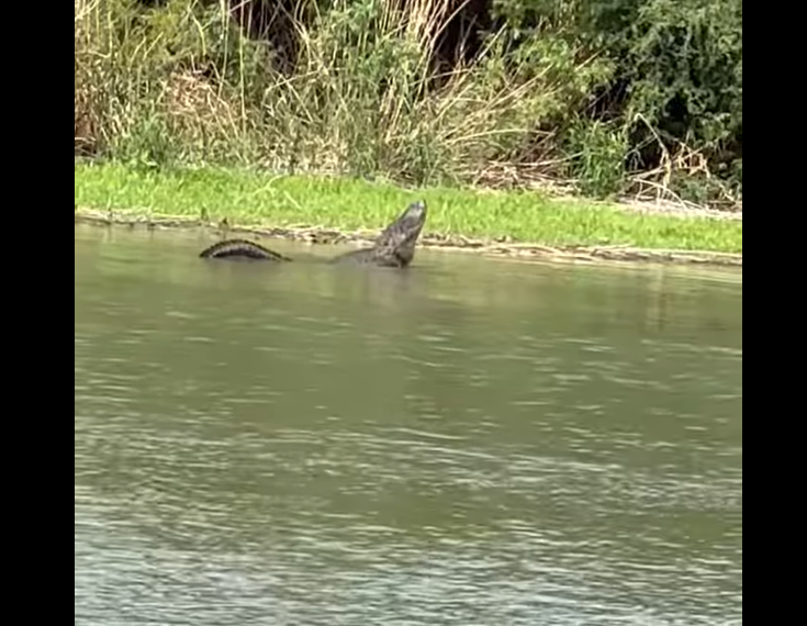 Graban caimán en el Río Bravo en Eagle Pass