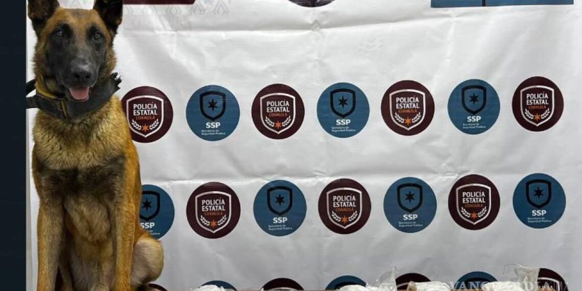 Agente canino de Policía Estatal detecta 10 kgs de metanfetamina en Castaños