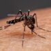 Registra Zaragoza primer muerte por dengue en Coahuila