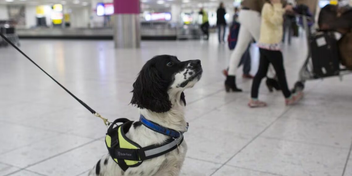 Perros que ingresen a EU deberán tener microchip a partir de agosto