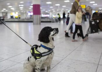 Perros que ingresen a EU deberán tener microchip a partir de agosto