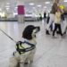 Perros que ingresen a EU deberán tener microchip a partir de agosto