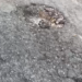 Se llena de baches PN después de lluvias