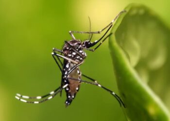 Alcanza Coahuila más de 4 mil casos de dengue