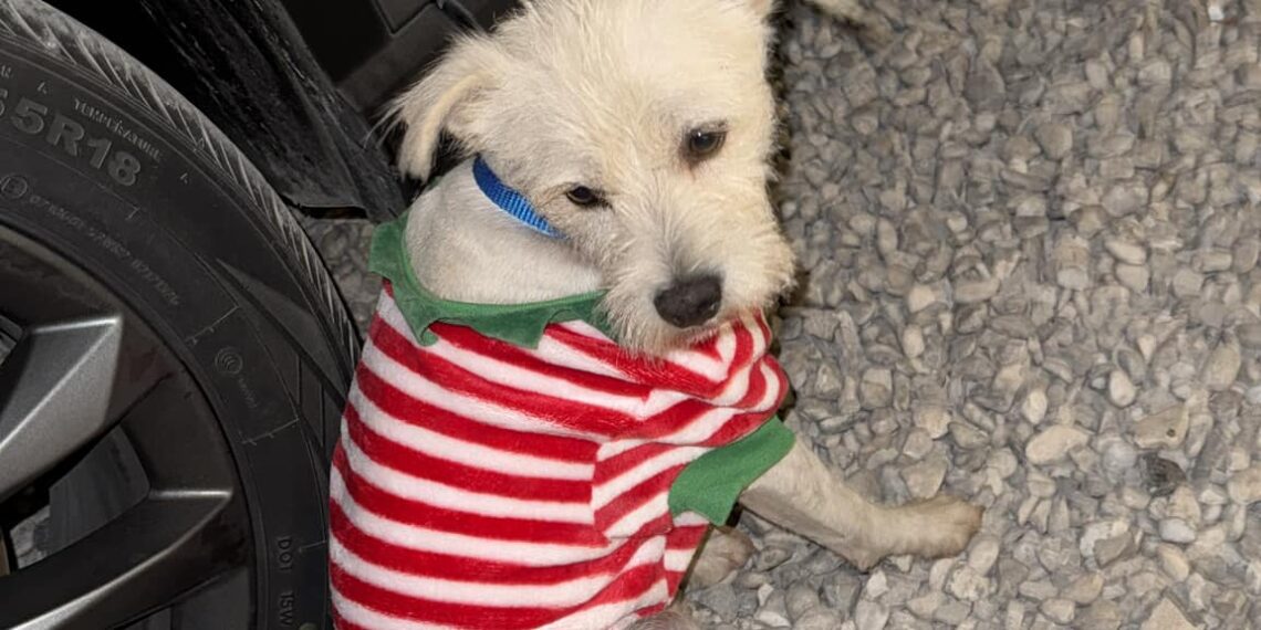 Descontrolada Truena de Cuetes en Piedras Negras Provoca Una Ola de Perros Extraviados