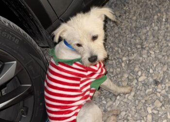 Descontrolada Truena de Cuetes en Piedras Negras Provoca Una Ola de Perros Extraviados