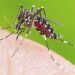 Pese a heladas invernales siguen casos de dengue en Coahuila