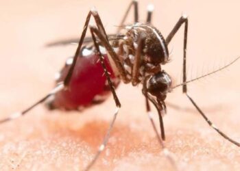 Advierte Secretaría de Salud alta incidencia de dengue en 2025